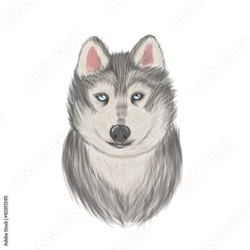 Black and white Siberian husky with blue eyes and sticking out tongue. Husky dog portrait. Husky head.