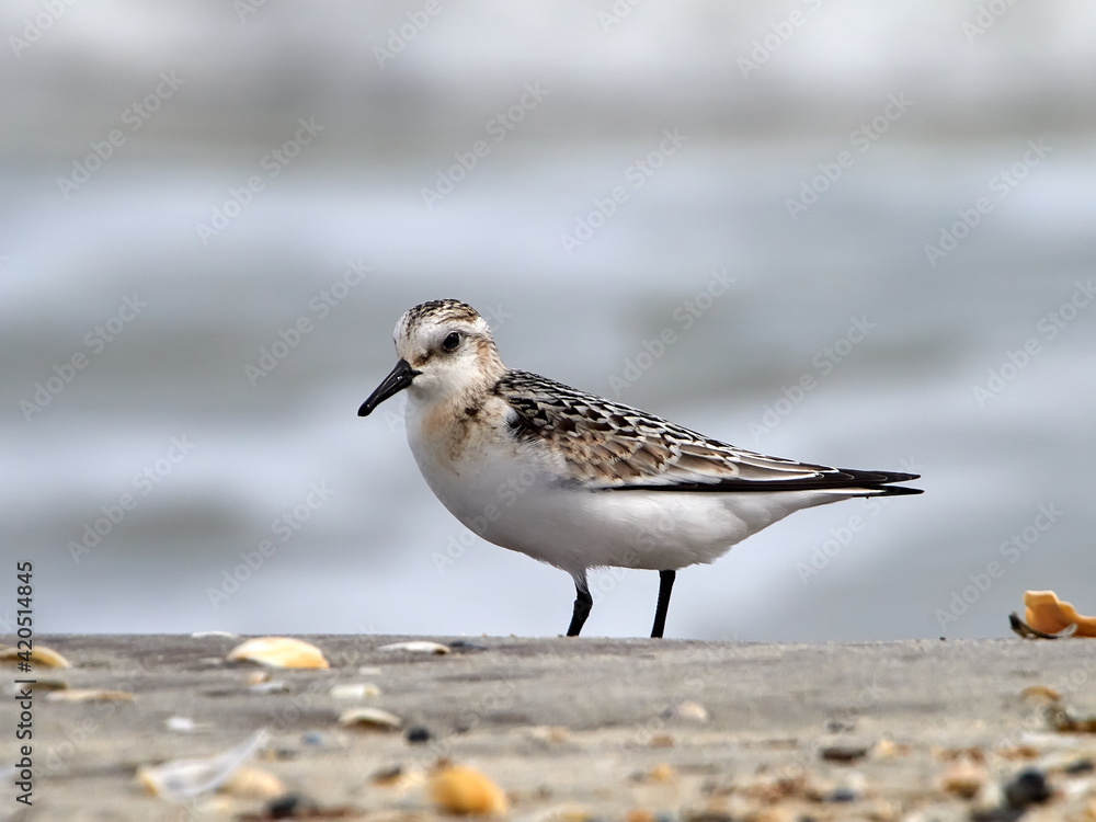 dunlin in natural habitat (calidris alpina) dunlin in natural habitat (calidris alpina)