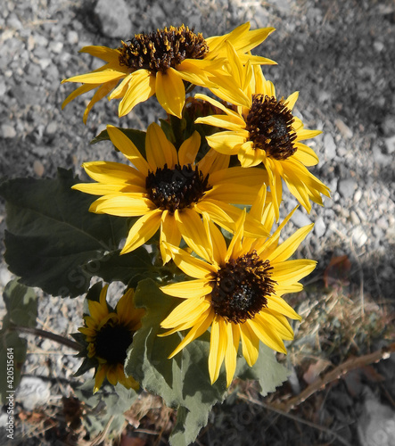 Sunflowers