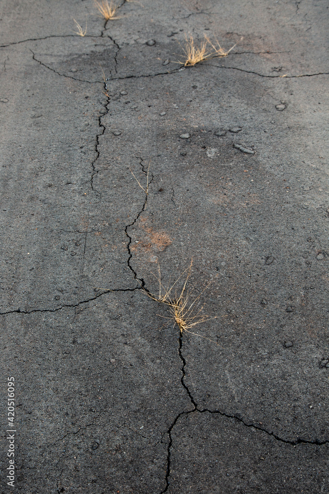 Obraz premium Asphalt road with cracks and sprouted dry grass. Vertical image.
