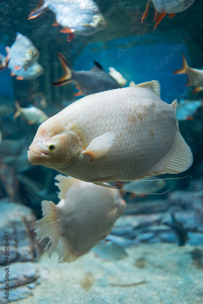 fish Stock Photo Adobe Stock