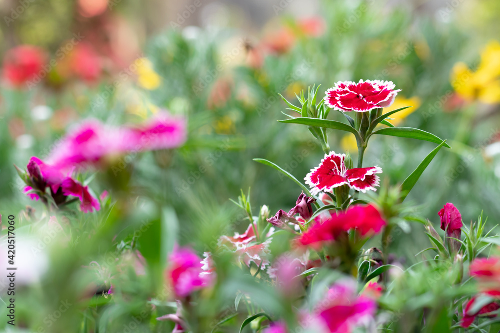 nice view of red flowers in the garden at spring time nice view of red flowers in the garden at spring time