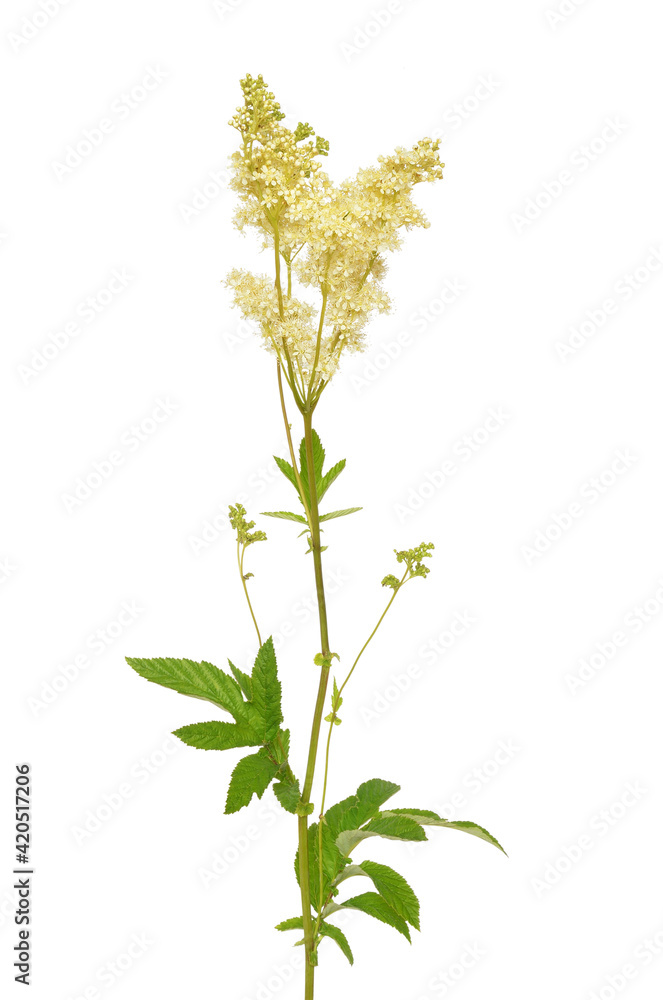 Filipendula ulmaria flower Filipendula ulmaria flower