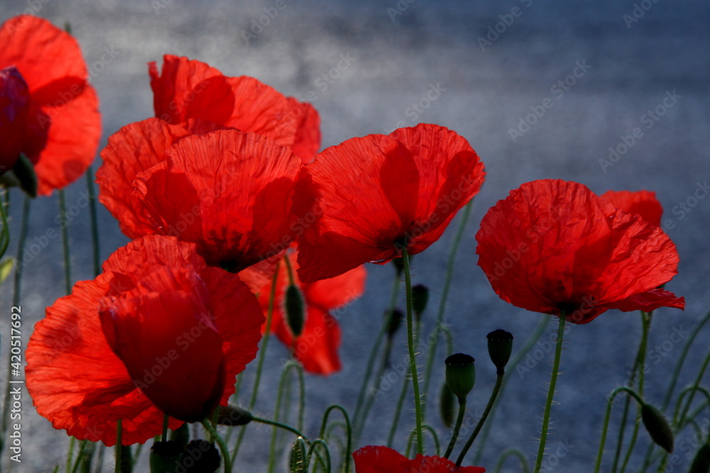 Naklejka premium Beautiful red poppies growing wild in nature near Kiryat Tivon, Israel