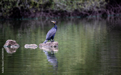 A bird on a rock photo