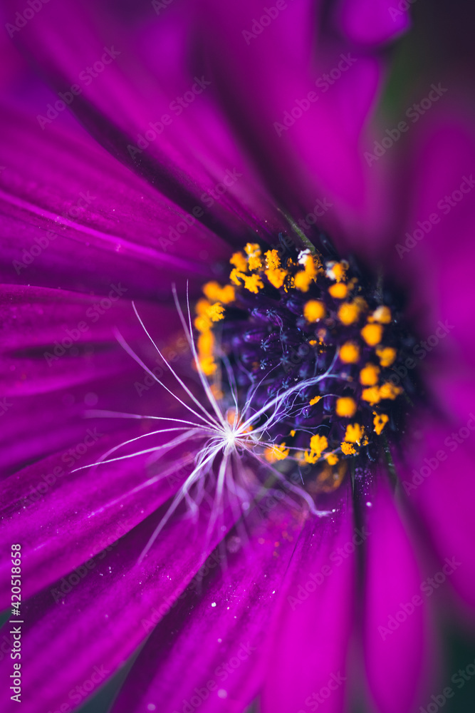 Obraz premium Die Blume