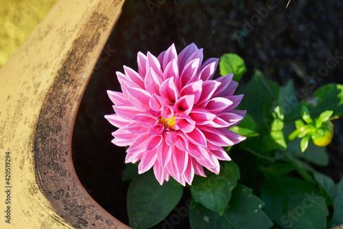 pink dahlia flower