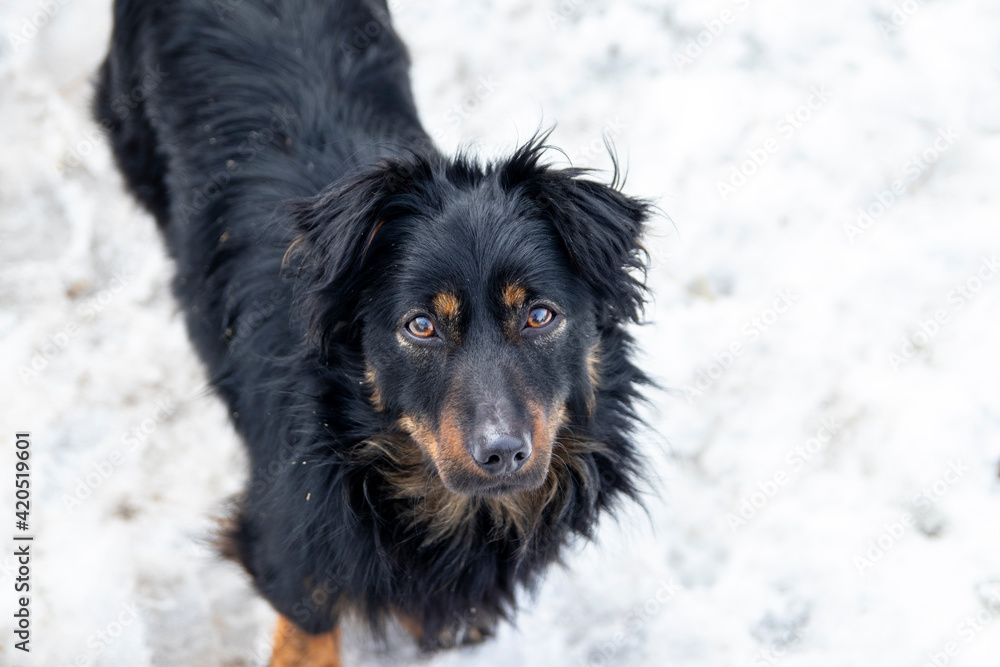 A black young dog with long hair looks into the camera while standing on white snow. A black young dog with long hair looks into the camera while standing on white snow.