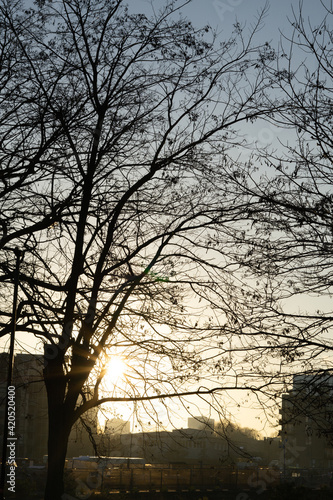 winter sun through trees