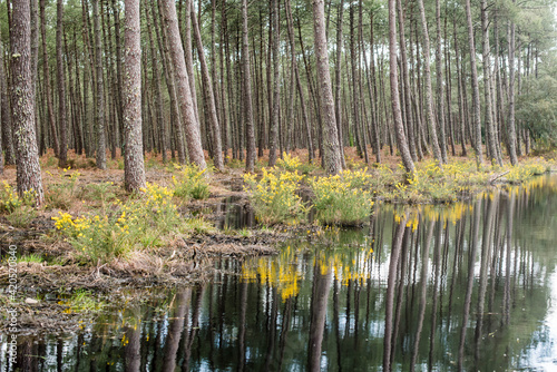 Fototapeta Naklejka Na Ścianę i Meble -  pretty landscape of a pond in the Landes forest