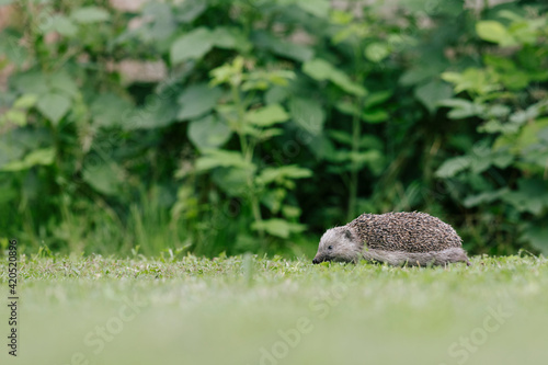 Wild hedgehog on green grass