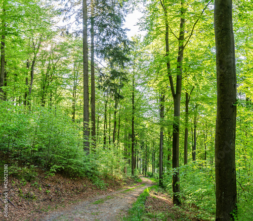 Mixed forest in spring in the morning. The sun illuminates the lush green leaves. A forest track leads downhill, Germany