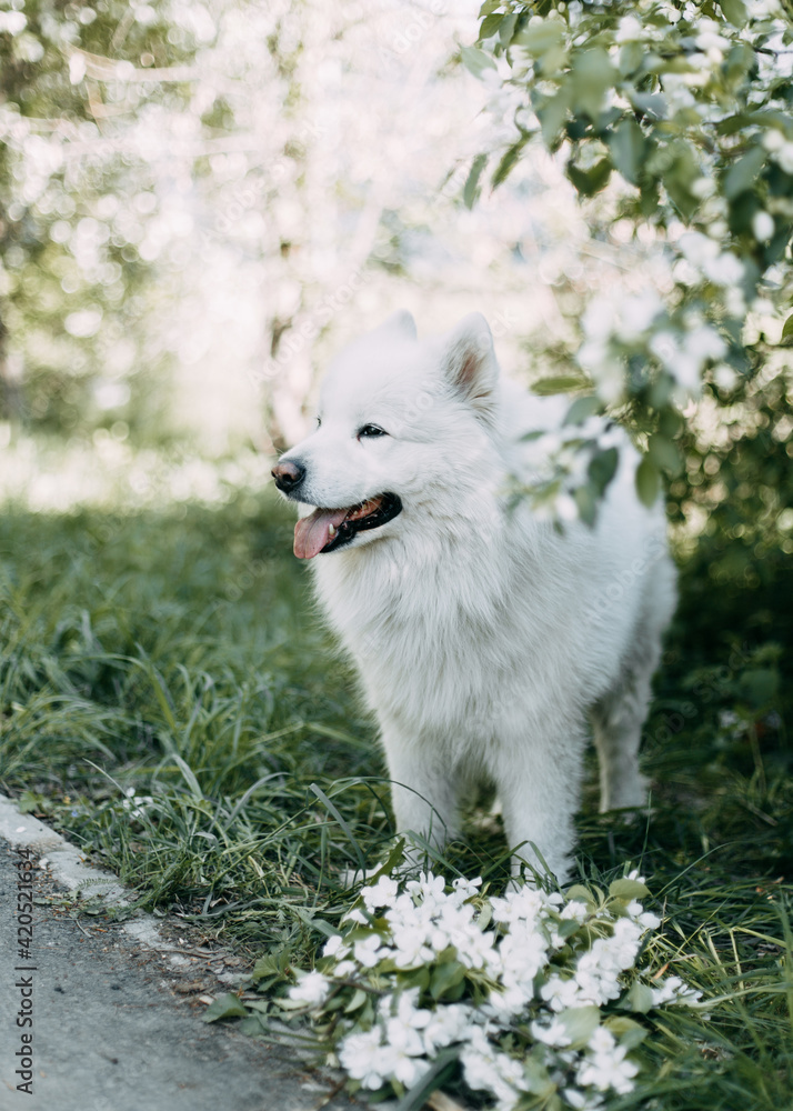 Fototapeta premium close-up portrait in profile white proud confident happy cute fluffy adorable big dog pet Samoyed animal looking into the distance resting posing with open mouth with tongue, selective focus 