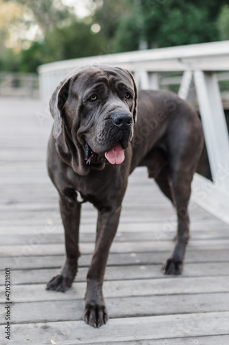 blue neo mastiff standing on bridge
