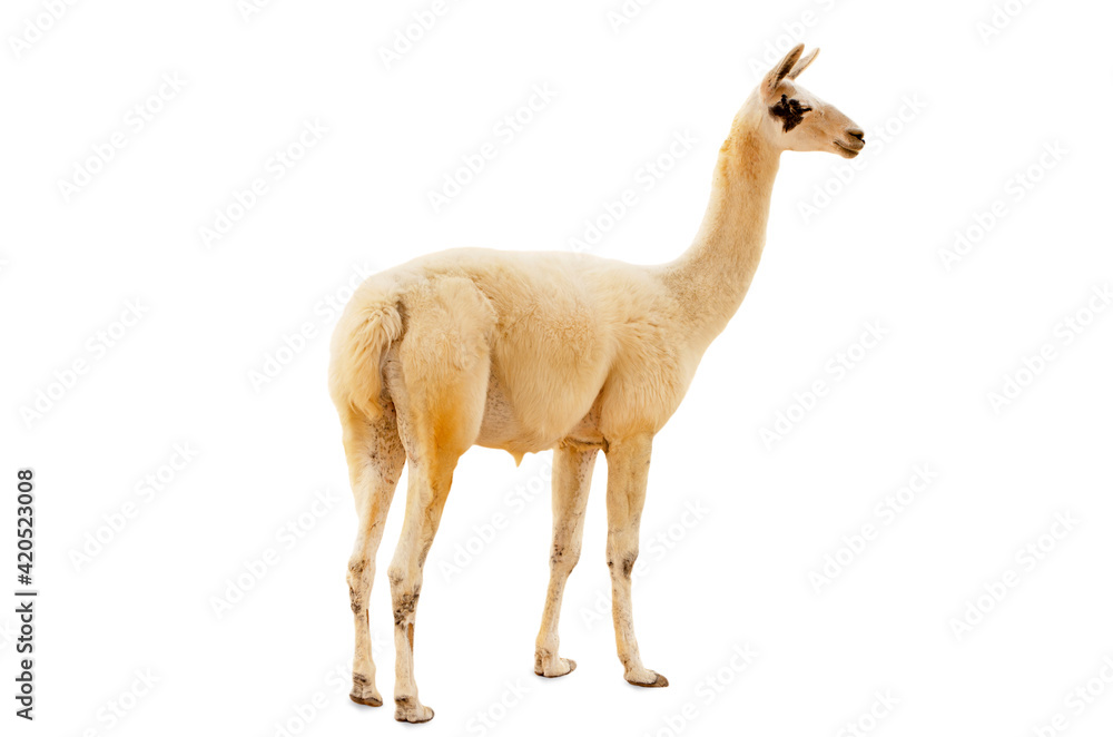 Closeup to lama animal isolated on white background 