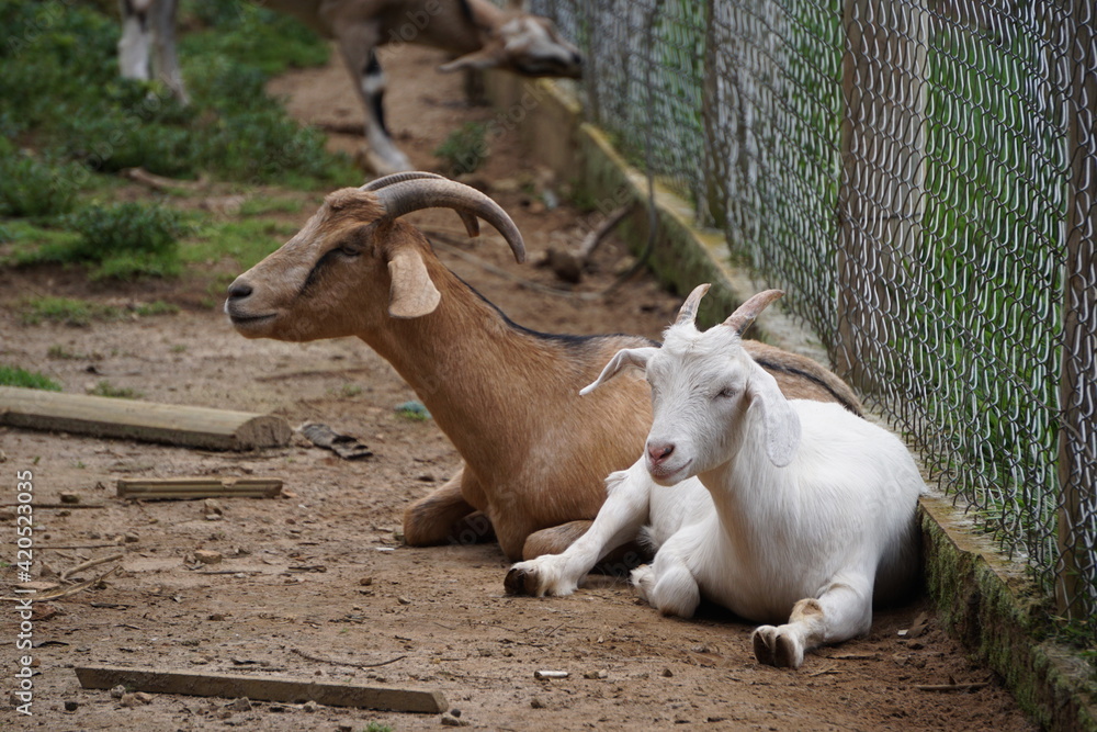 brazilian farm animals