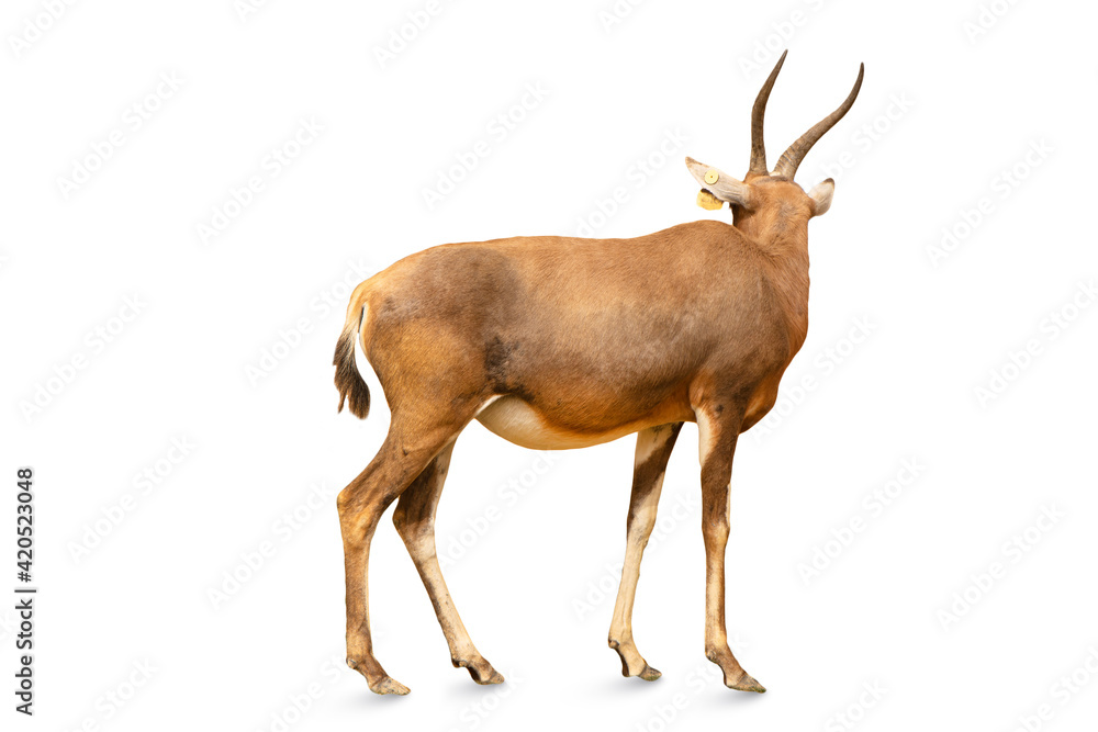 Obraz Closeup to A kudu bull or antelope isolated on white background. animal