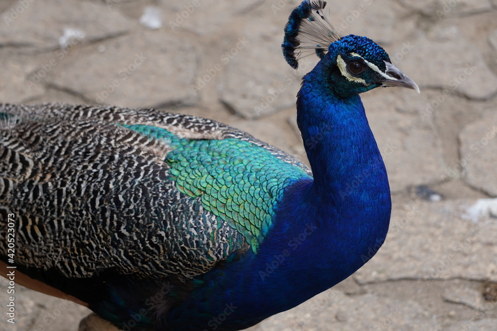 Fototapeta premium brazilian farm animals