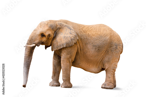 Closeup to female elephant animal isolated on white background