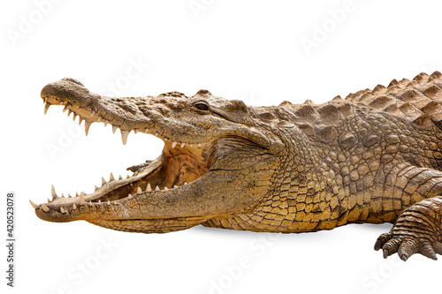 Closeup to Crocodile head. animal open mouth isolated on white background