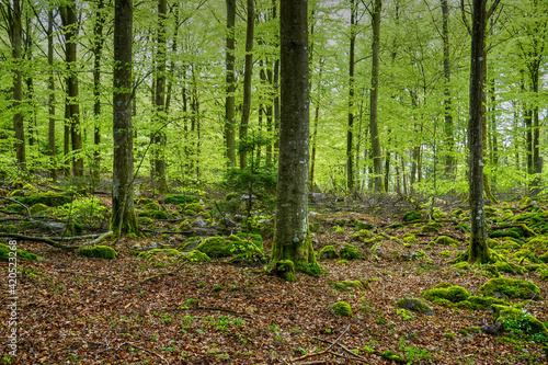 forest in the morning