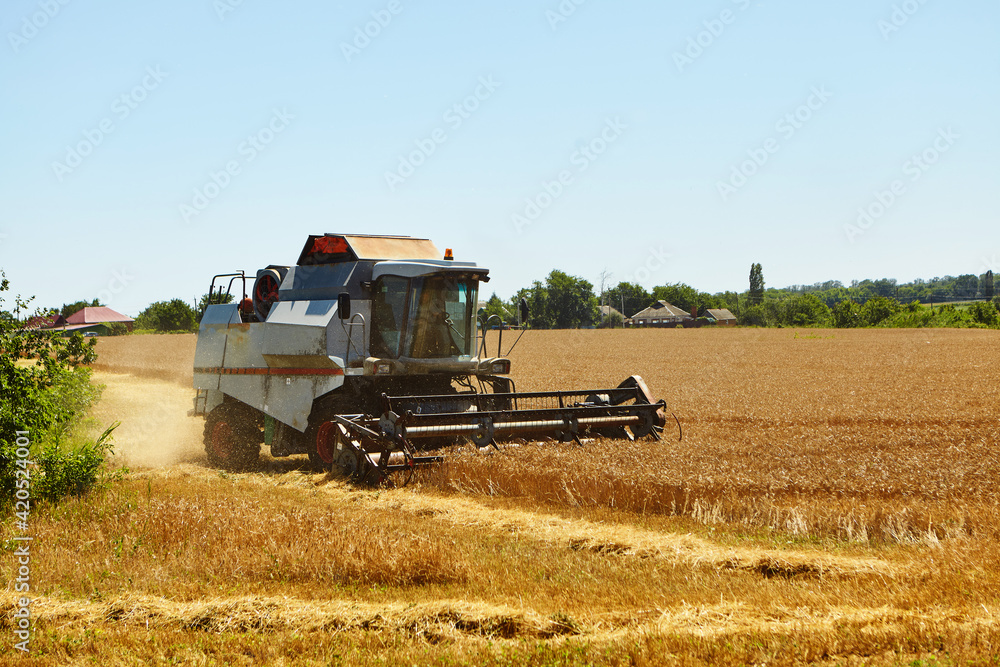 Fototapeta premium Combine harvester in action on wheat field. Process of gathering a ripe crop.