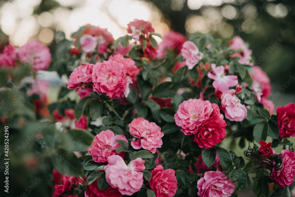 Roses in a garden Roses in a garden