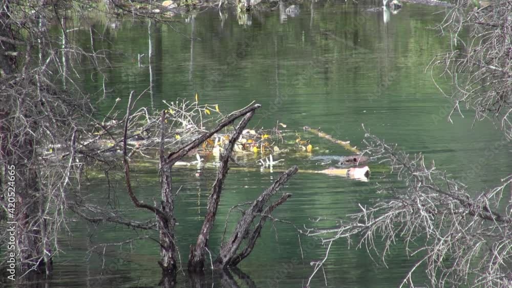 Two beavers work hard to build beaver lodge and cache food for winter Two beavers work hard to build beaver lodge and cache food for winter