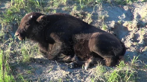 Cute Bison calf with tiny horns gets up from nap for a big stretch photo