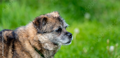 Old mongrel dog. Brown mixed breed dog portrait outdoors in summer.