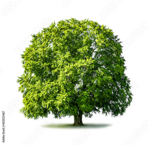 Grüner Baum isoliert auf weissem Hintergrund