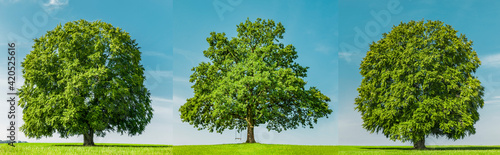 Drei Grüne Bäume auf auf einer Grünen Wiese