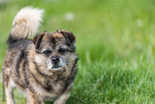 Old mongrel dog. Brown mixed breed dog portrait outdoors in summer.