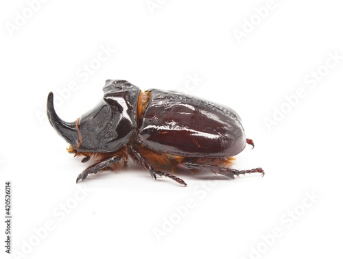 European rhinoceros beetle (Oryctes nasicornis) on white background © Leonor