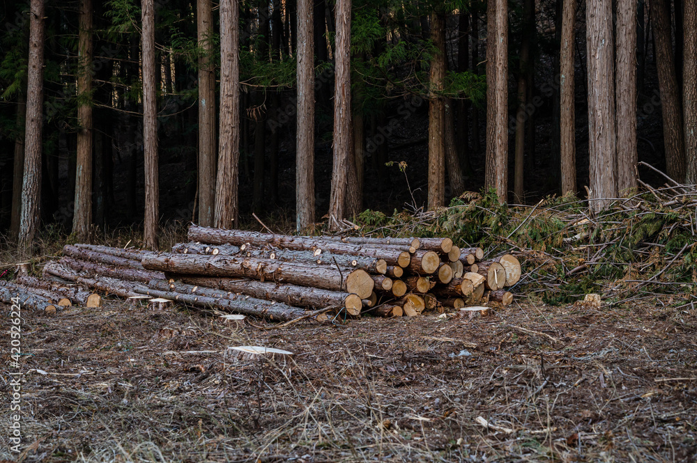 森林伐採　松くい虫対策