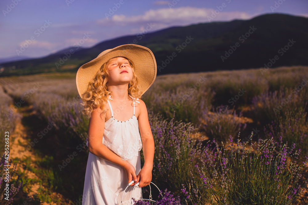 The little girl collects flowers on a lavender field
