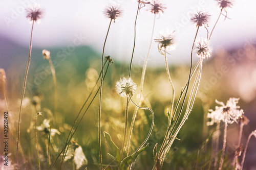 Mountains meadow