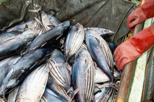 Commercial fishing, Maldives. photo