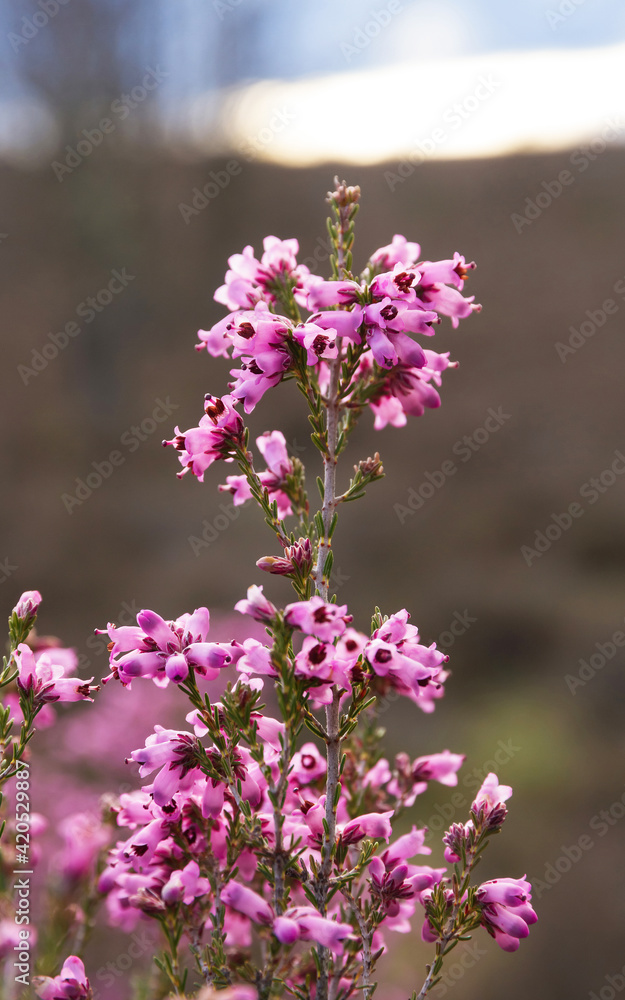 Plantas de Brezo florecido en primavera con flores de color rosa o malva con fondo borroso Plantas de Brezo florecido en primavera con flores de color rosa o malva con fondo borroso