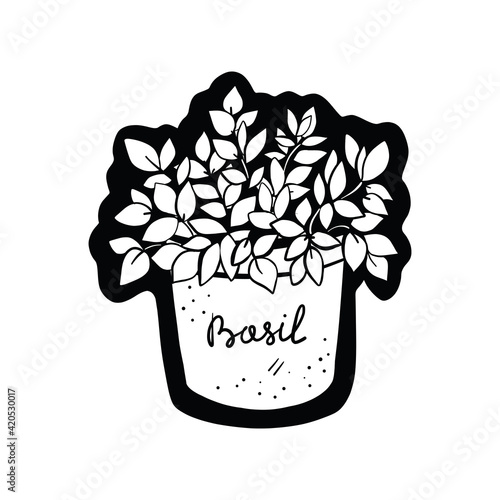 Pot with spicy herb basil, home garden. Doodle illustration hand drawn isolated on white background 
