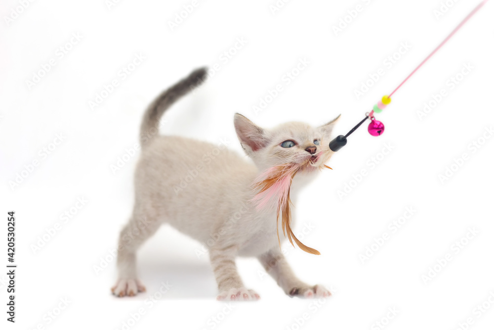 White kitten is playing a toy made of chicken feathers on a white background. Thai cat bite toy isolate on white background. White kitten is playing a toy made of chicken feathers on a white background. Thai cat bite toy isolate on white background.