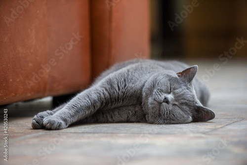 Cute cat lying down indoors for a rest the cat is a British shorthair breed