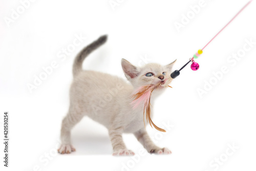 White kitten is playing a toy made of chicken feathers on a white background. Thai cat bite toy isolate on white background.