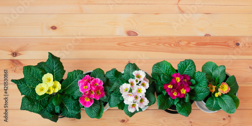 Fototapeta Naklejka Na Ścianę i Meble -  Colorful primula flowers in a row on wooden background. Spring Easter background.
