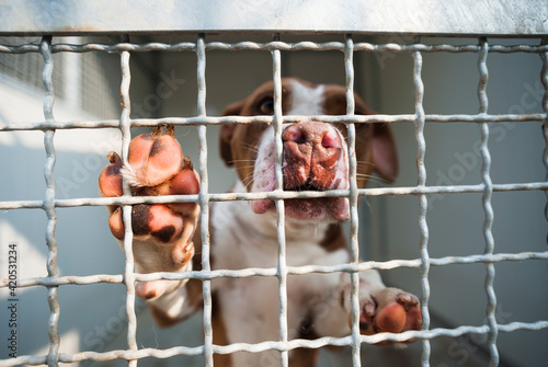 Dog looking through a kennel in a doghouse