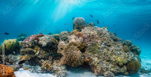 A beautiful under water reef in the Indian Ocean with colorful fish and a turtle passing by