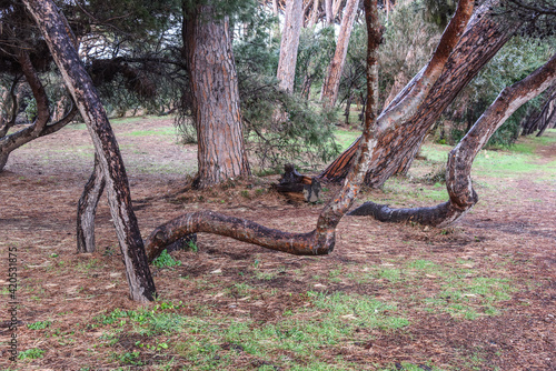 Alberi contorti nella pineta di Baratti photo