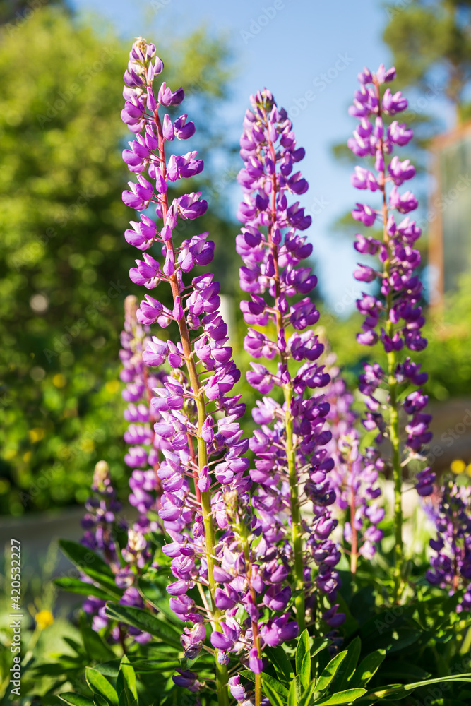 Obraz premium Lupin flowers