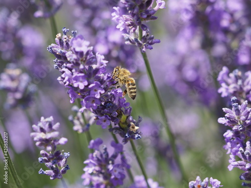 A Bee in a lavender Blossom Eine Biene in Lavendelblüten © Wolfgang