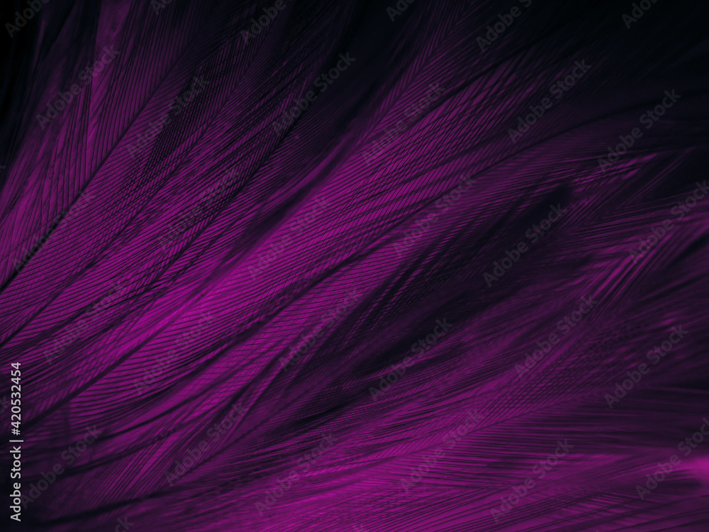 Beautiful abstract purple feathers on white background, black feather  texture on dark pattern and purple background, colorful feather wallpaper,  love theme, valentines day, dark texture Stock Photo | Adobe Stock